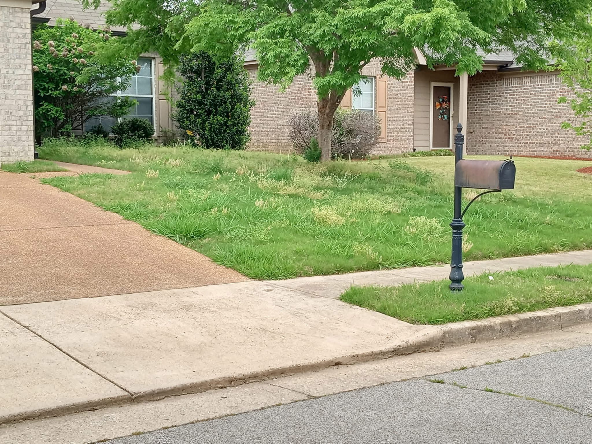 Weedy, seeding grass around a mailbox and driveway before lawn service